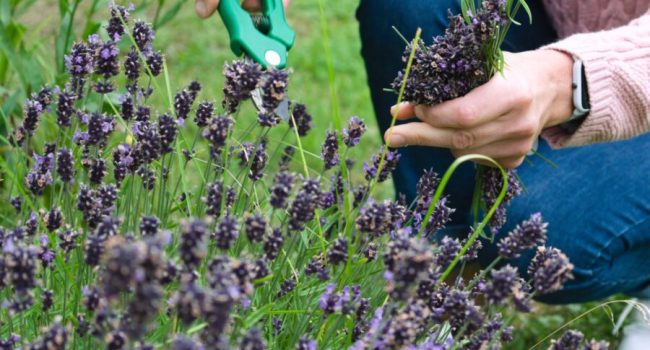 How gardening helps fight depression