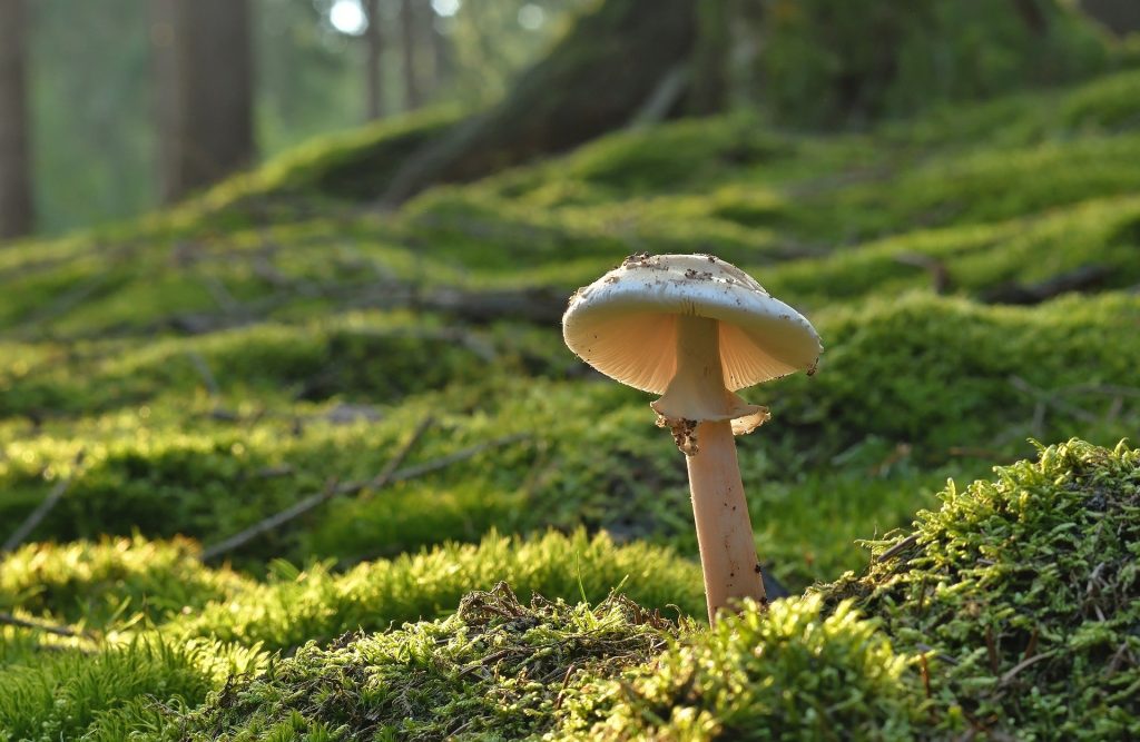 Grimmster-health-benefits-of-mushrooms