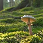 Grimmster-health-benefits-of-mushrooms
